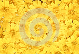 Colorful flower yellow petal blooming or  sweet singapore daisy texture top view patterns for natural background