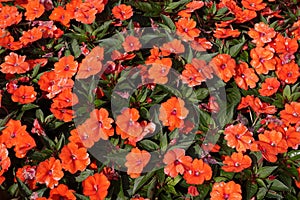 Busy Lizzie. Summer flowers orange Impatiens walleriana. photo