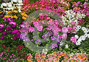 A colorful flowerbed with vibrant perennial plants.