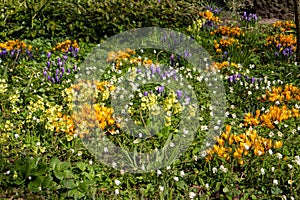 Colorful flowerbed with white wood anemones, Yellow and purple saffron crocus and primrose , Anemone nemorosa, Crocus vernus and