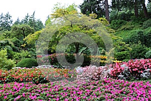 Colorful flowerbeds around a lone tree in the Butchart Garden ion Vancouver Island, British Columbia, Canada..jpg