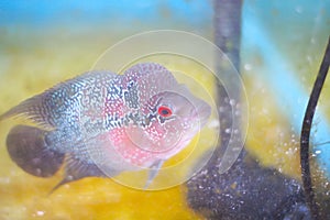 Colorful flowerhorn crossbreed fish or cichlidae in old glass aquarium background photo
