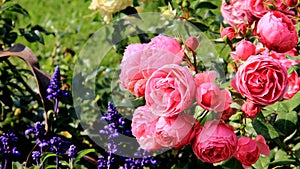 Colorful Flowering And Blossoming Pink Roses