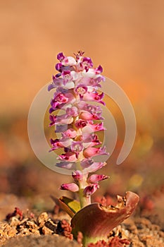 Colorful flowering bulb - South Africa