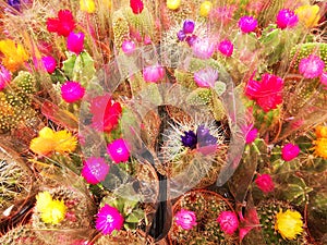 Colorful flowering cacti in pots