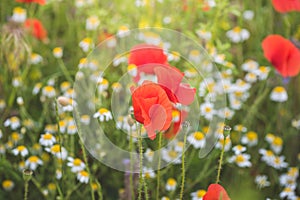 Colorful flowering herb meadow with red poppy and violet blooming flowers in sunlight. Bee pasture for honey production. Meadow