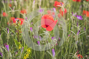 Colorful flowering herb meadow with red poppy and violet blooming flowers in sunlight. Bee pasture for honey production. Meadow