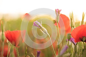 Colorful flowering herb meadow with red poppy and violet blooming flowers in sunlight. Bee pasture for honey production. Meadow