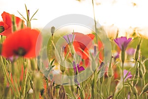 Colorful flowering herb meadow with red poppy and violet blooming flowers in sunlight. Bee pasture for honey production. Meadow