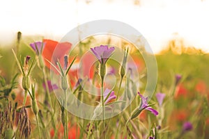 Colorful flowering herb meadow with red poppy and violet blooming flowers in sunlight. Bee pasture for honey production. Meadow