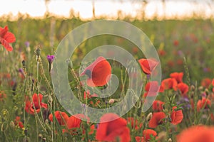 Colorful flowering herb meadow with red poppy and violet blooming flowers in sunlight. Bee pasture for honey production. Meadow