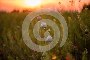 Colorful flowering herb meadow with red poppy and violet blooming flowers in sunlight. Bee pasture for honey production. Meadow