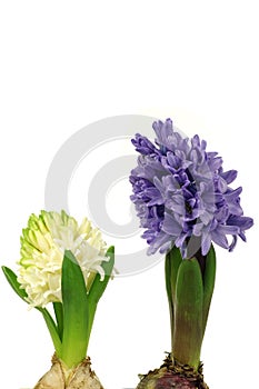 Colorful flowering hyacinths