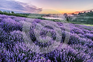 Colorful flowering lavandula or lavender field in the dawn light