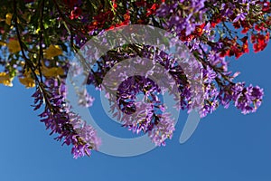 Colorful Flowering Plant in Bloom With Bright Blue Sky Background