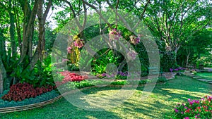 Colorful flowering plant and green grass lawn under group of trees in a good care maintenance garden, wooden curve walkway