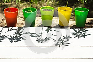 Colorful flowerpots with hemp plants