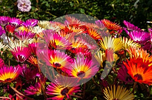 Colorful flowers in Akureyri botanic garden