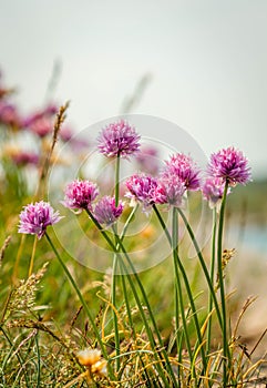 Colorful flowers in the archipelago of BohuslÃ¤n on the west coast of Sweden.