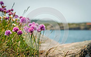 Colorful flowers in the archipelago of BohuslÃ¤n on the west coast of Sweden.