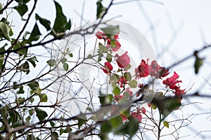 The colorful flowers attracting attention.