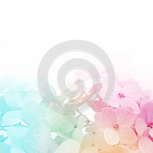 Colorful flowers background, fresh summer in soft style
