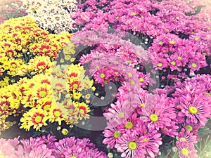 Colorful flowers background freshy garden