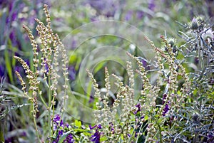 The colorful flowers of a bank of the stream