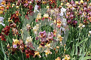 Colorful flowers of bearded irises