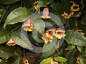 Bignonia capreolata climber plant in bloom