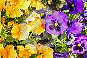 Colorful flowers are blommong in the garden