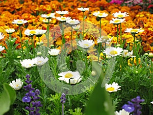 Colorful flowers in bloom