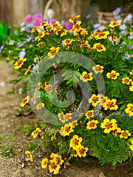 Colorful flowers bloom in the garden