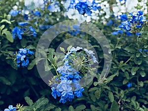 Colorful flowers bloom in the garden