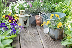 colorful flowers blooming and arranged on wooden terrace