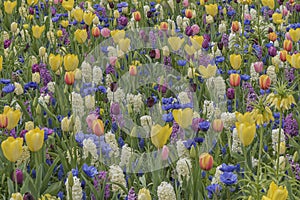 Colorful flowers blooming in the bulb fields in Holland and show off their glorious colors