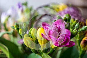 Colorful flowers - blooming freesia photo