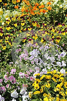 Colorful flowers blooming in the spring flowerbed