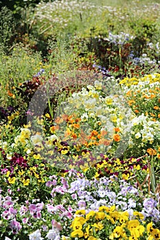 Colorful flowers blooming in the spring flowerbed