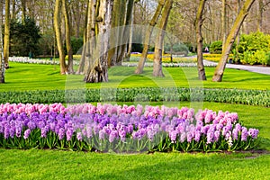 Colorful flowers blossom in dutch spring garden Keukenhof, Holland