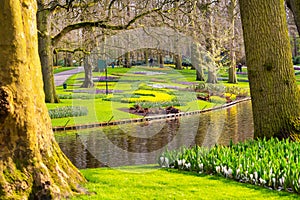 Colorful flowers blossom in dutch spring garden Keukenhof, Holland