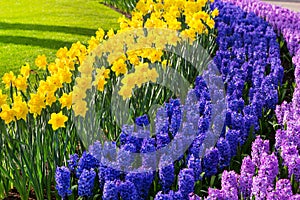 Colorful flowers blossom in dutch spring garden Keukenhof, Holland