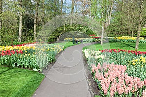 Colorful flowers and blossom in dutch spring garden Keukenhof (Lisse, Netherlands)