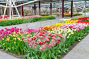 Colorful flowers and blossom in dutch spring garden Keukenhof