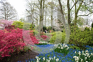 Colorful flowers and blossom in dutch spring garden Keukenhof, Netherlands