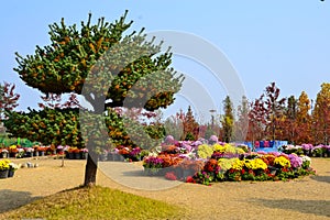 Colorful flowers and a blossom tree in the Yurim Park in Daejeon, South Korea.