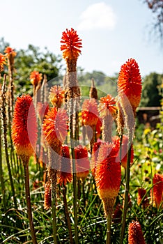 Colorful flowers in the botanic garden of Christchurch, New Zealand