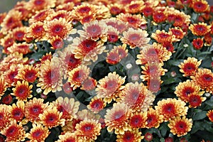 The colorful flowers of the chrysanthemums enliven the autumn garden photo