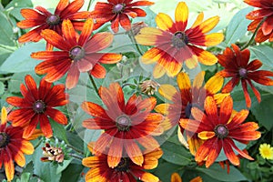 Colorful flowers close up