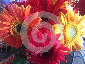 Colorful flowers closeup